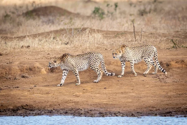 Dwie Dorosłe Gepardy Spacerujące Suchej Ziemi Skraju Wody Kruger Park — Zdjęcie stockowe