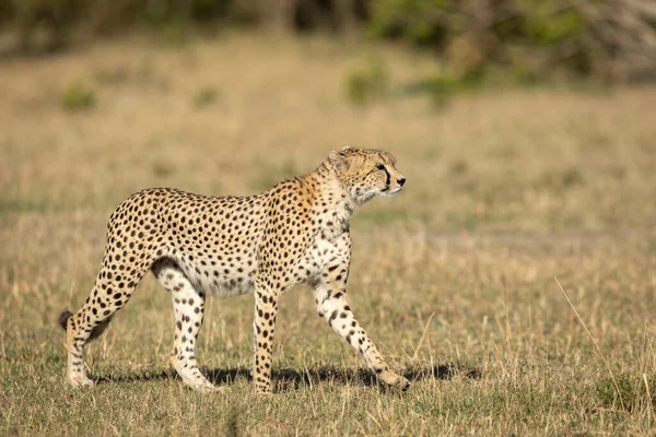 Dorosły Gepard Spacerujący Trawie Ciepłym Porannym Słońcu Masai Mara Kenii — Zdjęcie stockowe