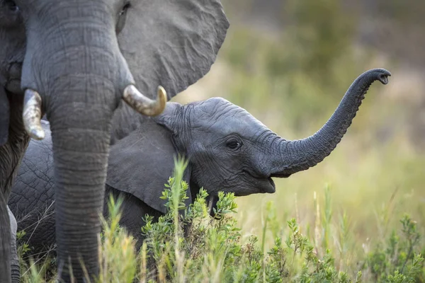 Baba Elefánt Áll Csorda Között Magas Zöld Kruger Park Dél — Stock Fotó