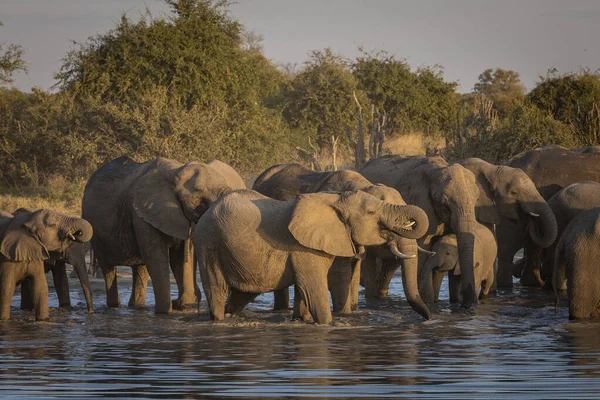 Grande Grupo Elefantes Com Elefantes Bebês Água Bebendo Luz Dourada — Fotografia de Stock