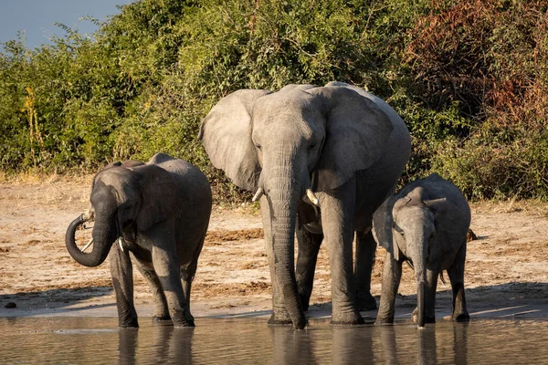 Kleine Elefantenherde Steht Rande Des Wassers Und Trinkt Warmen Nachmittagslicht — Stockfoto