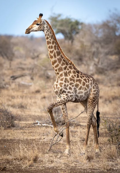 Alta Jirafa Femenina Alerta Arbusto Seco Kruger Park Sudáfrica —  Fotos de Stock