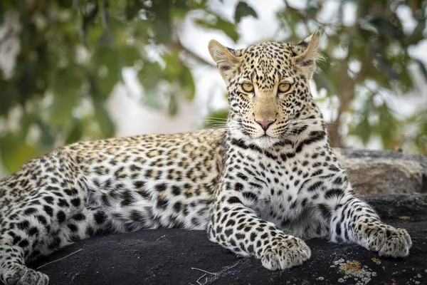 Horizontales Porträt Eines Leoparden Mit Schönen Augen Der Auf Einem — Stockfoto