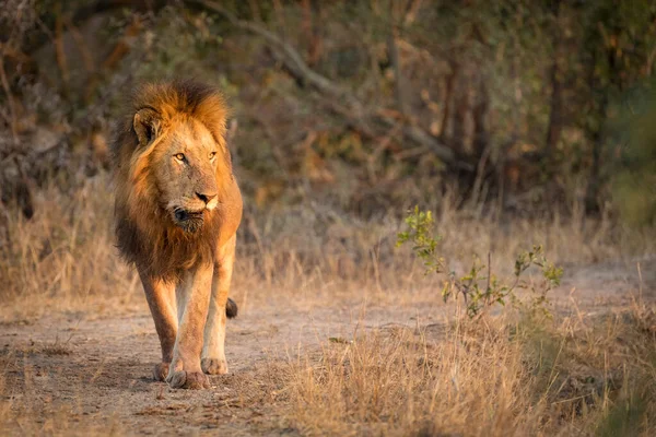 León Macho Adulto Con Una Melena Grande Caminando Arbusto Seco — Foto de Stock