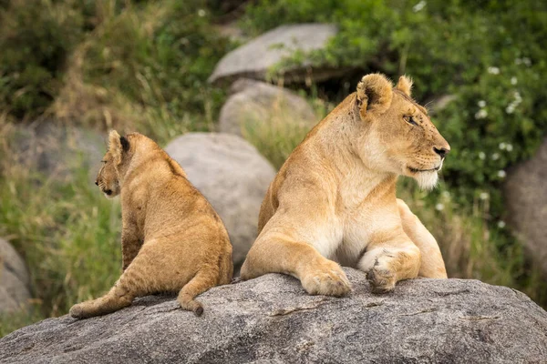 Madre Leona Cachorro León Sentado Una Gran Roca Mirando Alerta —  Fotos de Stock