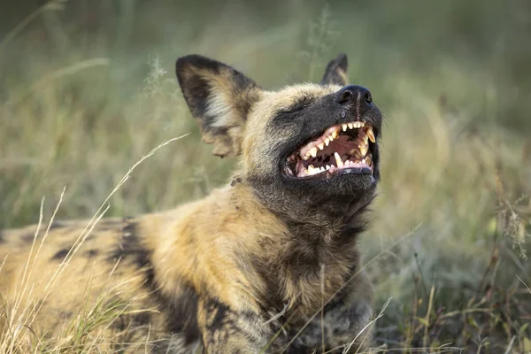 Wilder Hund Mit Offenem Maul Und Zähnen Grünen Gras Khwai — Stockfoto