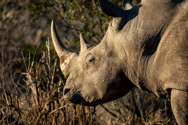 Rinoceronte Branco Com Chifres Grandes Comendo Grama Seca Kruger Park — Fotografia de Stock