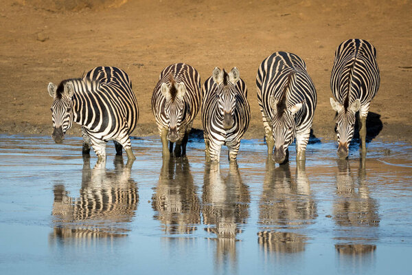 Line of zebra standing in muddy water drinking in warm morning light in Kruger Park in South Africa