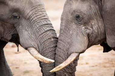 Güney Afrika 'daki Kruger Park' ta birbirine dokunan iki yetişkin fil.