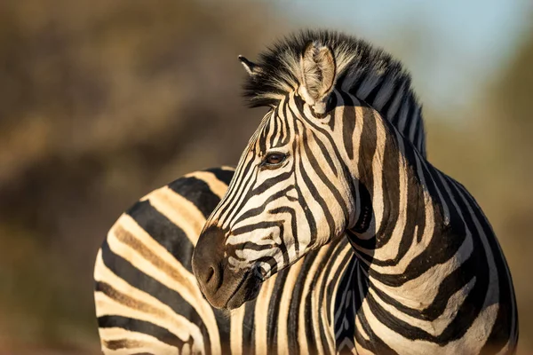 Belo Close Rosto Uma Zebra Kruger Park África Sul — Fotografia de Stock