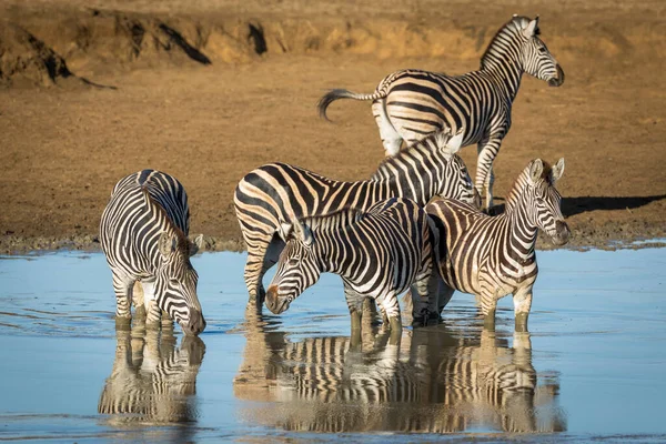 Stado Zebra Stojące Wodzie Pijące Złocistym Porannym Słońcu Kruger Park — Zdjęcie stockowe