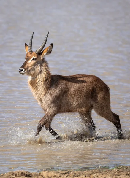 Ausgewachsener Wasserbock Läuft Durch Wasser Kruger Park Südafrika — Stockfoto