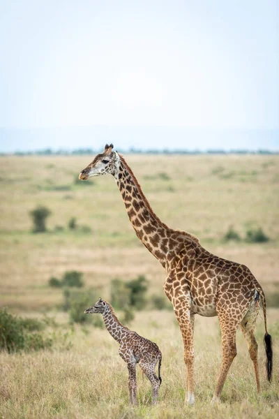 Girafe Nouveau Debout Côté Mère Dans Les Plaines Herbeuses Masai — Photo
