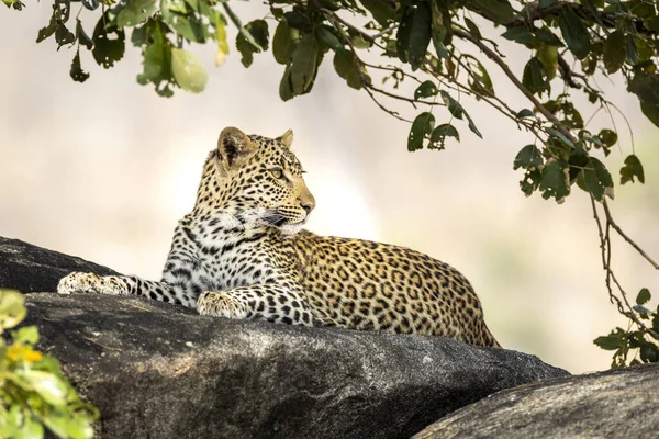 Bellissimo Leopardo Appoggiato Una Grande Roccia Sotto Foglie Albero Nel — Foto Stock