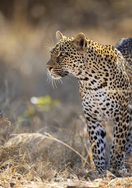 Leopardo Con Lunghi Baffi Piedi Cerca Allerta Erba Secca Kruger — Foto Stock