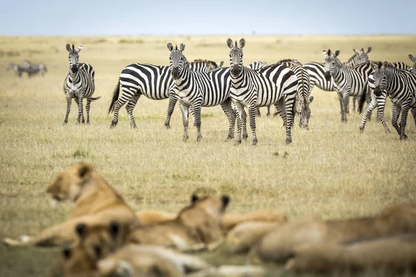 Herd Zebra Standing Looking Lying Lion Pride Grassy Plains Masai — Stock Photo, Image