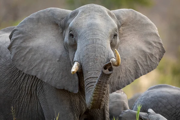 Elefante Fêmea Entre Sua Manada Elefantes Olhando Diretamente Para Câmera — Fotografia de Stock