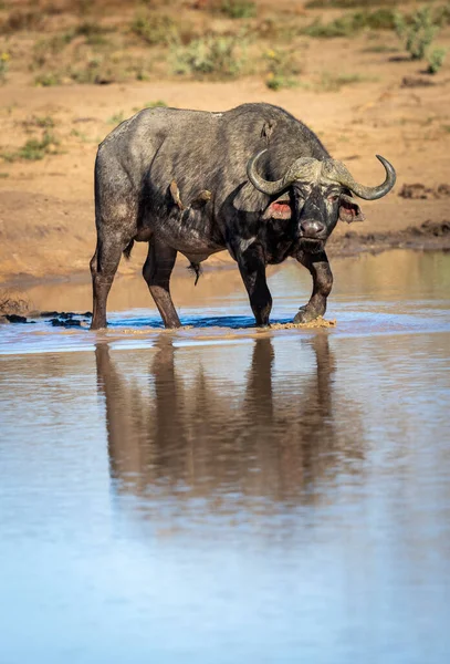 Volwassen Buffelstier Met Ossenpikken Zijn Rug Lopend Het Water Aan — Stockfoto