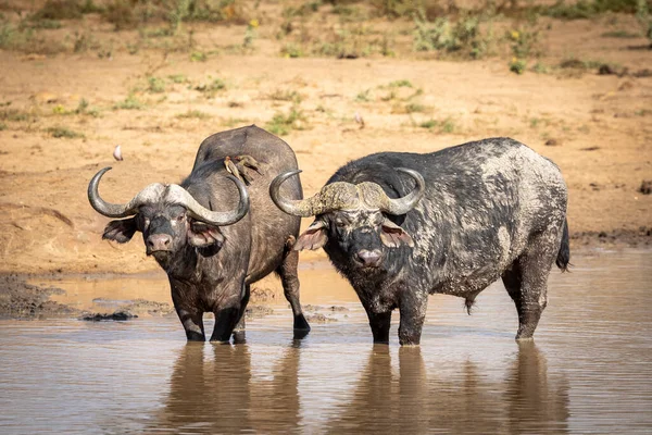 Grote Buffel Stier Een Vrouwtje Met Pikken Haar Rug Staande — Stockfoto