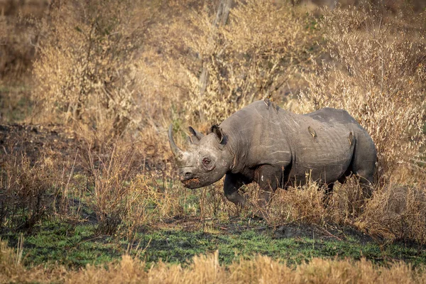 Rhinocéros Noir Avec Œil Blessé Marchant Hiver Buisson Sec Dans — Photo