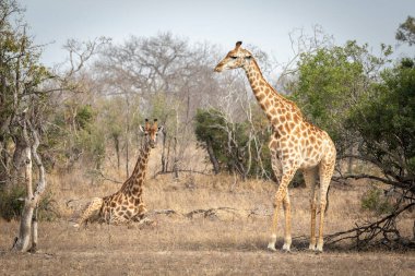 Bir zürafa ayakta, diğeri ise Güney Afrika 'daki Kruger Park' ta kuru çalılarda yatıyor.