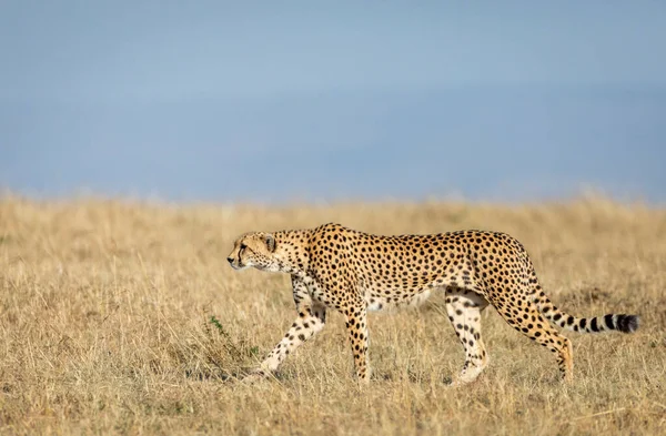 Dorosły Gepard Spacerujący Trawiastych Równinach Masai Mara Kenii — Zdjęcie stockowe