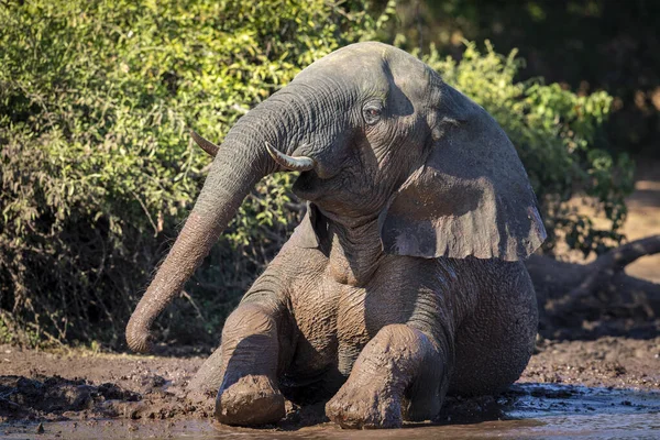 Elefante Adulto Cubierto Barro Sentado Borde Del Agua Río Chobe —  Fotos de Stock