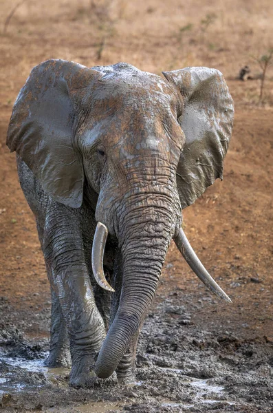 Toro Elefante Grande Con Colmillos Grandes Bañándose Barro Kruger Park — Foto de Stock