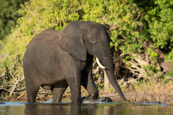 Elefante Adulto Caminando Río Chobe Bajo Cálido Sol Tarde Botswana —  Fotos de Stock