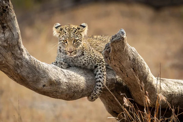 Filhote Leopardo Jovem Deitado Galho Árvore Morta Olhando Para Câmera — Fotografia de Stock