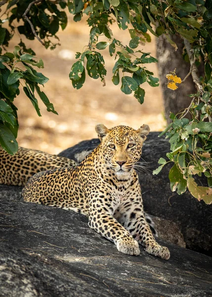 Twee Luipaarden Liggen Grote Rotsen Onder Een Boom Kruger Park — Stockfoto