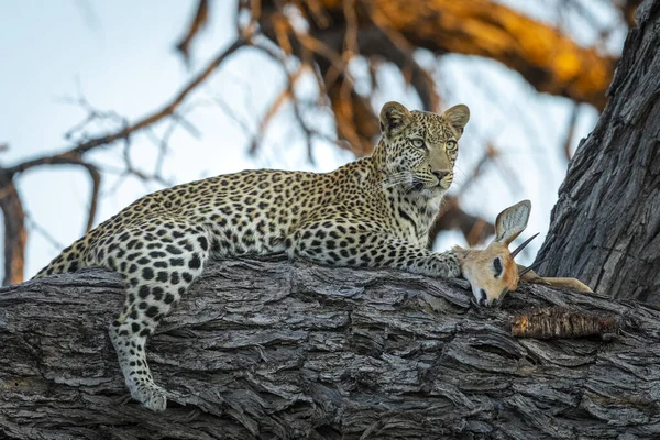 Леопард Лежит Дереве Своей Добычей Золотом Дневном Свете Заката Дельте — стоковое фото