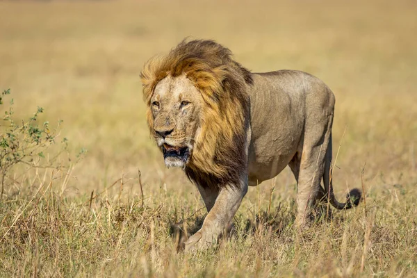Grote Mannelijke Leeuw Met Een Grote Manen Wandelen Grasvlakten Van — Stockfoto