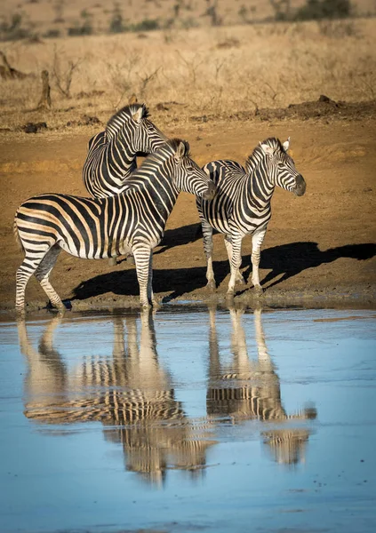 南アフリカのクルーガー公園で青い水の端に立っている3人の大人のゼブラス — ストック写真