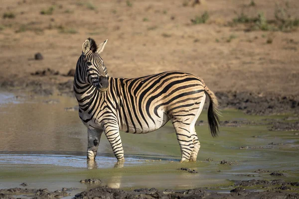 Zebra Fêmea Adulta Água Enlameada Verde Luz Solar Manhã Dourada — Fotografia de Stock