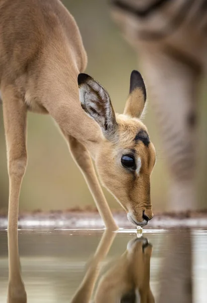 Odbicie Wody Dziecka Impala Dużymi Oczami Pijącego Wodopoju Kruger Park — Zdjęcie stockowe