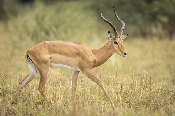 Male Impala Large Horns Walking Dry Grass Savuti Botswana — Stock Photo, Image