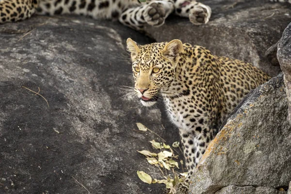 Junger Leopard Mit Großen Augen Blickt Aufmerksam Auf Große Felsen — Stockfoto