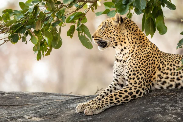在南非克鲁格公园 成年美洲豹坐在一块大岩石上 看起来很警惕 — 图库照片