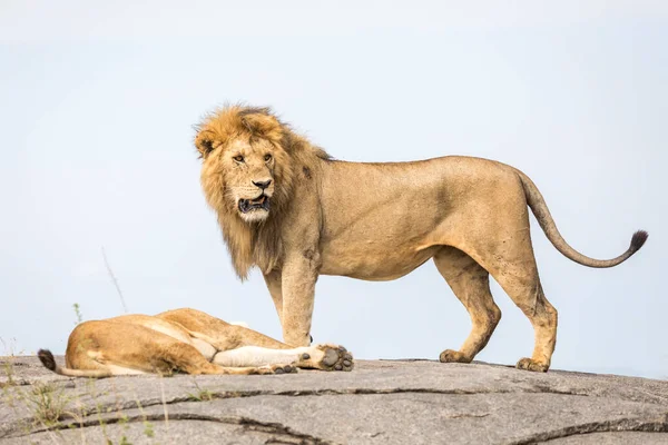 Mating male lion standing on a rock looking alert and his female lying down resting in Serengeti National Park in Tanzania