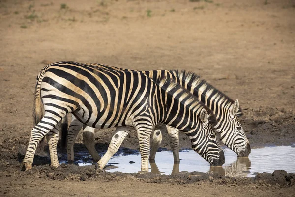 Two Adult Zebras Standing Edge Waterhole Drinking Water Kruger Park — Fotografia de Stock
