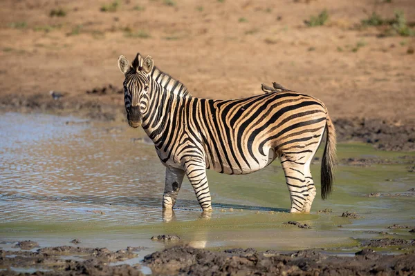 Adult Zebra Standing Muddy Water Looking Alert Kruger National Park — Stockfoto