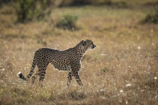 Guépard Adulte Marchant Alerte Masai Mara Kenya Image En Vente