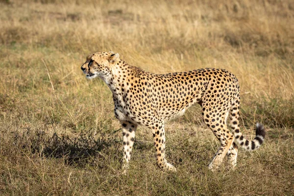 Dorosły Gepard Spacerujący Suchej Trawie Porannym Słońcu Masai Mara Kenii Obraz Stockowy
