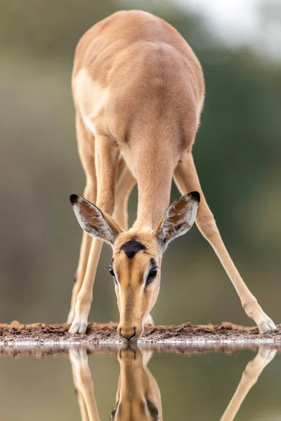 Vertikales Porträt Eines Erwachsenen Impala Weibchens Das Wasser Trinkt Und Stockbild