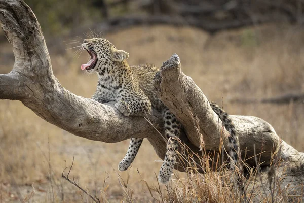 Leopard Cub Leżący Martwej Gałęzi Drzewa Ziewanie Otwartymi Ustami Język Obrazy Stockowe bez tantiem