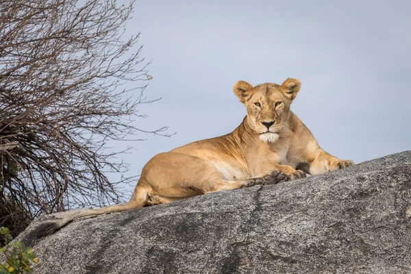 Lionne Adulte Avec Des Mouches Sur Visage Allongée Sur Grand Image En Vente