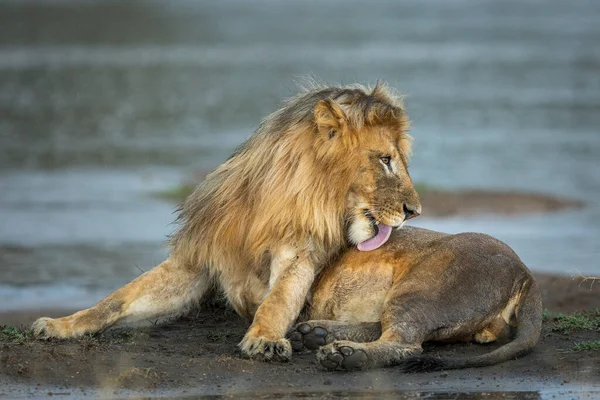 Lion Mâle Couché Dans Boue Sous Pluie Bord Rivière Léchant Images De Stock Libres De Droits