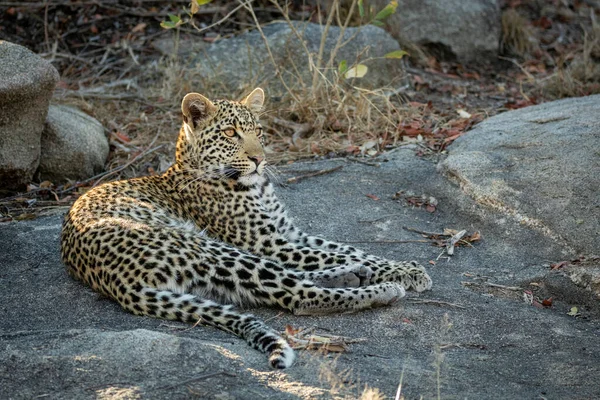 Leopard Μεγάλα Μουστάκια Και Όμορφα Μάτια Στηρίζεται Ένα Μεγάλο Βράχο Εικόνα Αρχείου