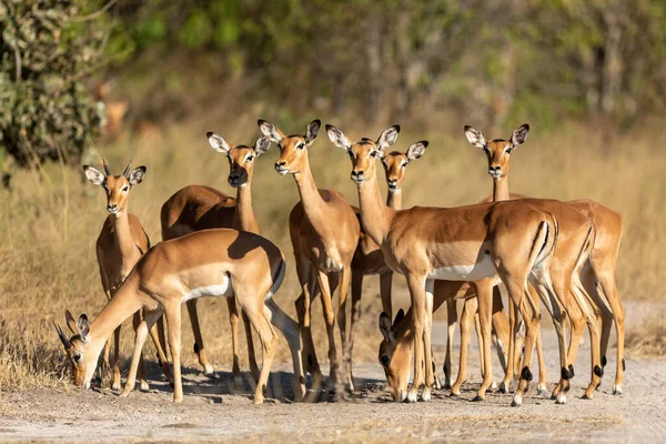 Eine Zusammenstehende Impala Herde Blickt Wachsam Das Khwai Reservat Okavango lizenzfreie Stockbilder